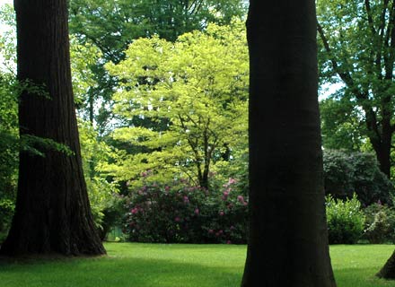 Baumpflege in Bremen: Bäume im Park